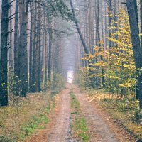 лісова дорога :: Наталия Рой