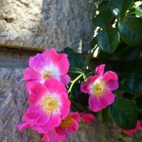 Цветы в Никитском ботаническом саду. :: Наиля 