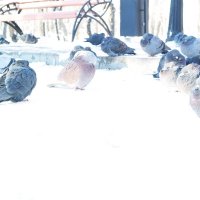 Птицы снежные :: VoronVorona 