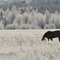 Сказка про коня :: Сергей Шаврин