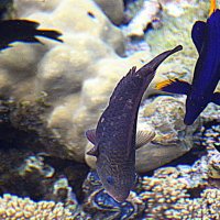 Рыбки Красного моря. :: оля san-alondra