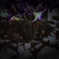 орхидеи в ночи :: Alexander Romanov (Roalan Photos)