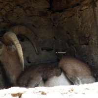 Հայկական մուֆլոն (Ovis orientalis gmelini)- Գրանցված է ՀՀ Կարմիր գրքում: :: Marina 