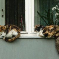 сидели на окошке две красивенькие кошки )) :: Татьяна 