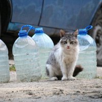 Кошки на улицах Феодосии :: Ксения Старикова