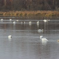 07.11.2015 Беларусь Минская область лебеди :: Александр 