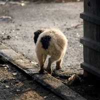 Хвостик. Дорога в большую жизнь. :: Виктория Воробьева (Wish)