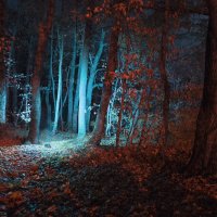 ночной лес :: Лариса Вертахова
