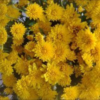 Солнечные хризантемы :: Нина Корешкова