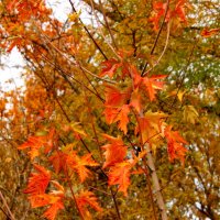 Красные листья осени :: Светлана 