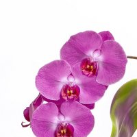 Орхидея :: Светлана Л.