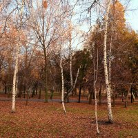 Осень. Берёзки :: Владимир Болдырев