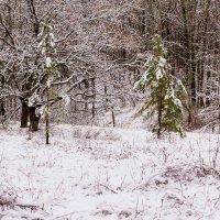 Когда выпал первый снег.. :: Юрий Стародубцев