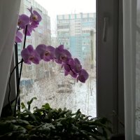 А за окном идёт снег... :: nika555nika Ирина