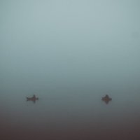 Туман :: Илья Сигунов