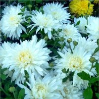 Белые хризантемы. :: Чария Зоя 