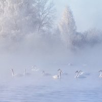 Лебединое озеро :: Галина Шепелева