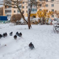 Охотник :: Андрей Куприянов