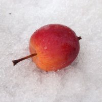 Яблоко на снегу :: VINOKUROV 