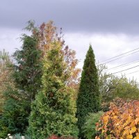 Заглянула осень в мой сад :: svetlanavoskresenskaia 