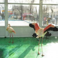 Фламинго в зимнем помещении птичника :: Нина Бутко