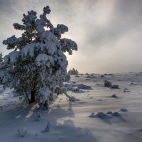 Зима! :: Виктор Гришенков