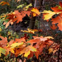 Осенние листья чинары :: Светлана 