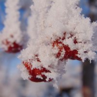 Яблоки в снегу... :: Vladikom 