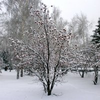 Зима пришла :: aksakal88 