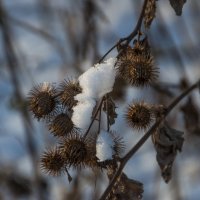 В зимнем лесу :: marmorozov Морозова