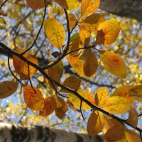 Осенние листья. :: ТАТЬЯНА (tatik)