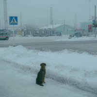 Мороз и туман. Утро. :: Вадим Лячиков