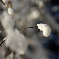 Первый  снег. :: Валерия  Полещикова 