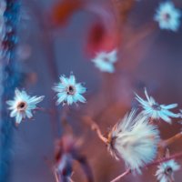 Flowers :: Juliya Shvett