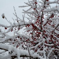 ягодный снег :: Tatiana Lesnykh Лесных