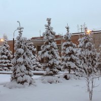 Ели и фонари утром после снегопада. :: Наталья Золотых-Сибирская