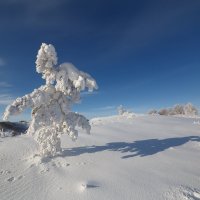 Наряженная снегом. :: Виктор Гришенков