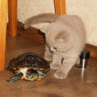 Котик Ясон и черепах Винтик :: Galina Belugina
