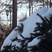 Снег выпал ... :: Наталья Тимофеева