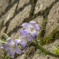 На крепостной стене цветут цветы необычайной красоты :: Gennadiy Karasev