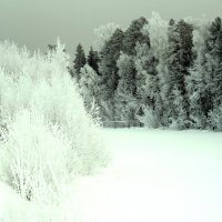 Черно-белая зима :: Наталья Пендюк Пендюк