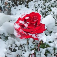 В саду родилась розочка, в снегу она росла.... :: Юрий Владимирович