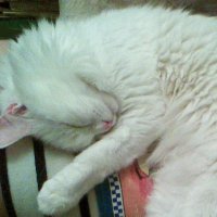 Почему даже кошки сладко спят на коленях?! :: Владимир Ростовский 