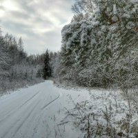 В зимнем лесу :: Милешкин Владимир Алексеевич 