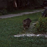 Ариша :: Павел Королев