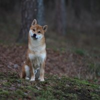 Лиско the shiba inu :: Anna L