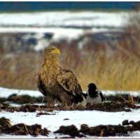 Ворона-подлиза :: Евгений Софронов