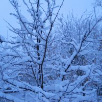 и выпал снег... :: Галина Медведева