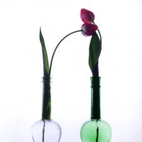 Два цветка :: Наталья Киоссе