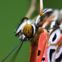Red Lacewing(cetrosia chrysippe) :: Антонина 